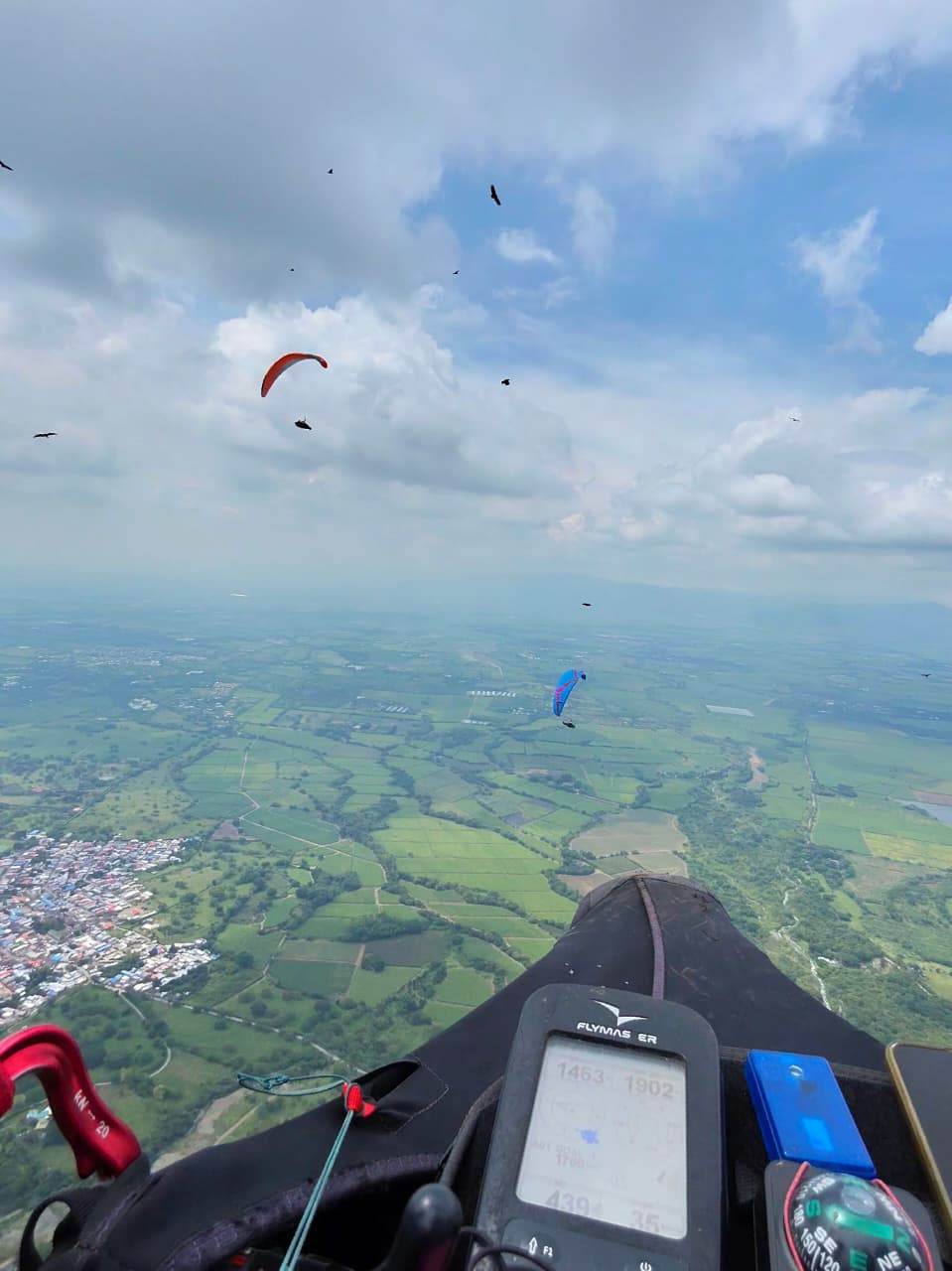 Pilot's view: vultures and gliders sharing a thermal
